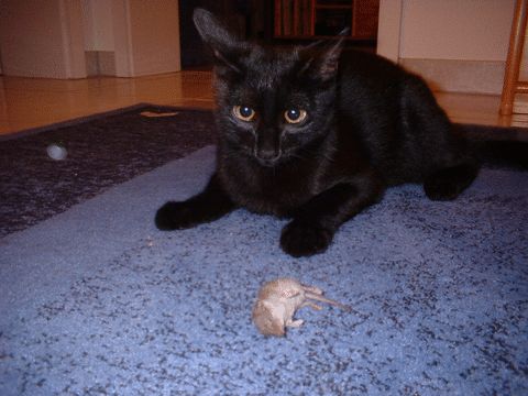 Shira mit der ersten Maus am 20.09.2002